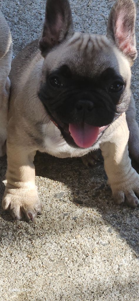 Des Fauves De La Guerinière - Chiot disponible  - Bouledogue français