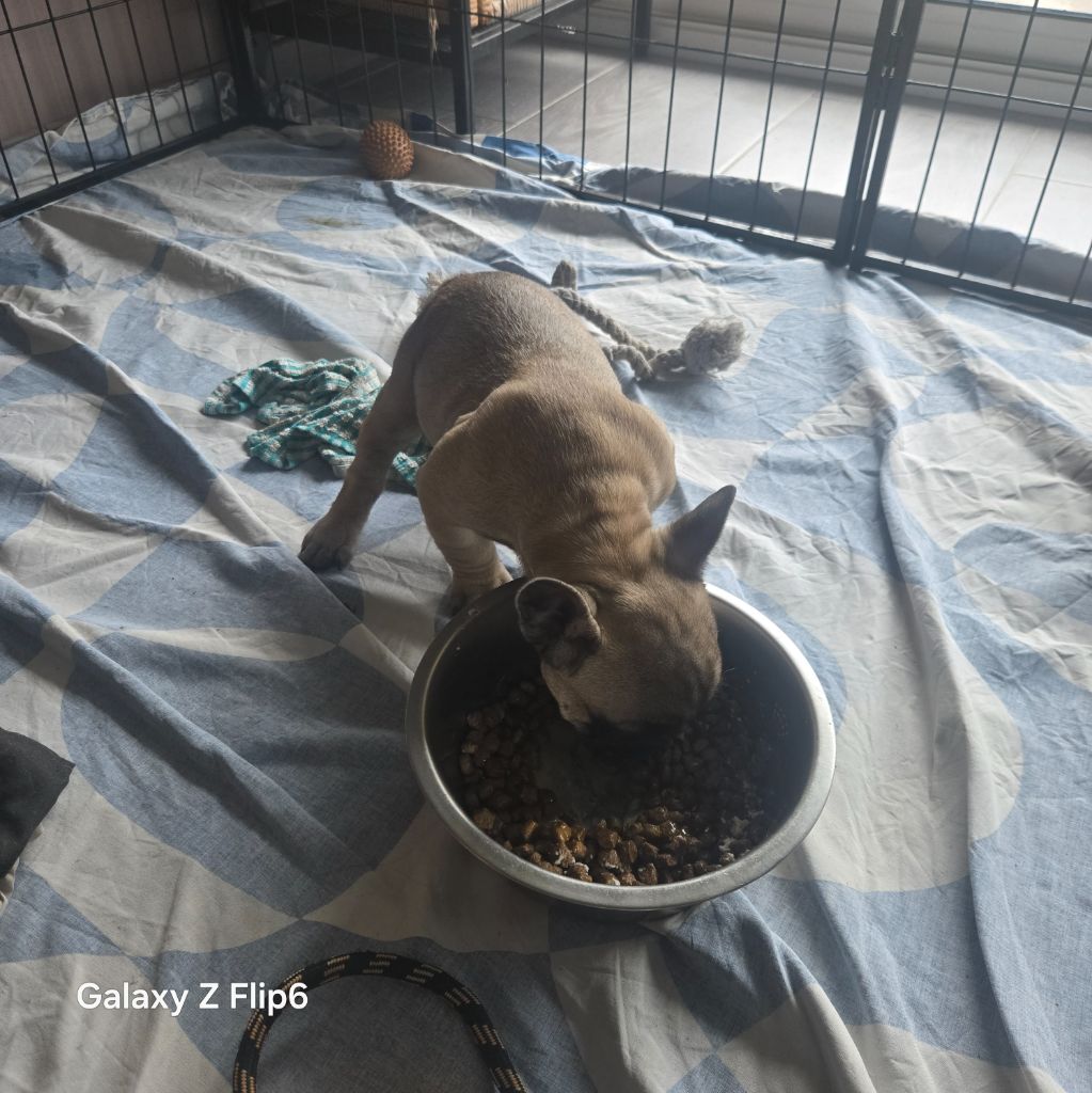 Des Fauves De La Guerinière - Chiots disponibles - Bouledogue français
