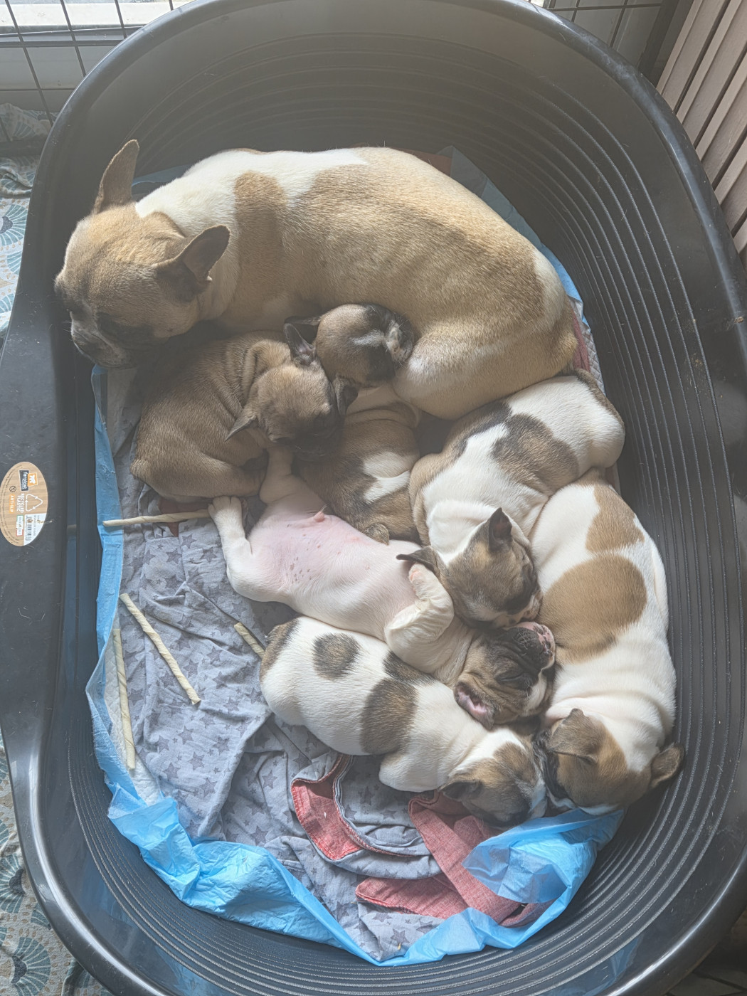 Chiot Bouledogue français Des Fauves De La Guerinière