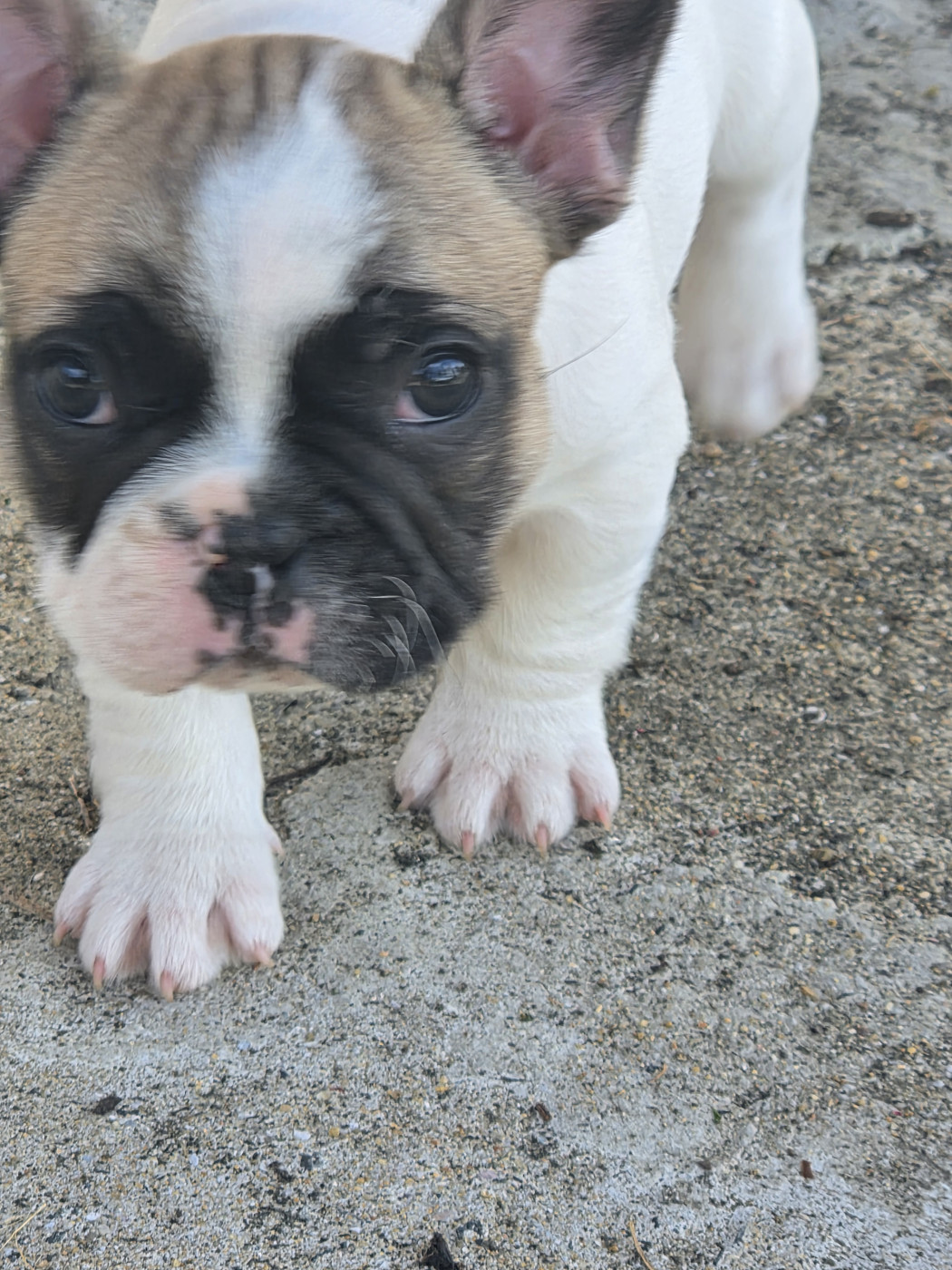 Des Fauves De La Guerinière - Chiots disponibles - Bouledogue français
