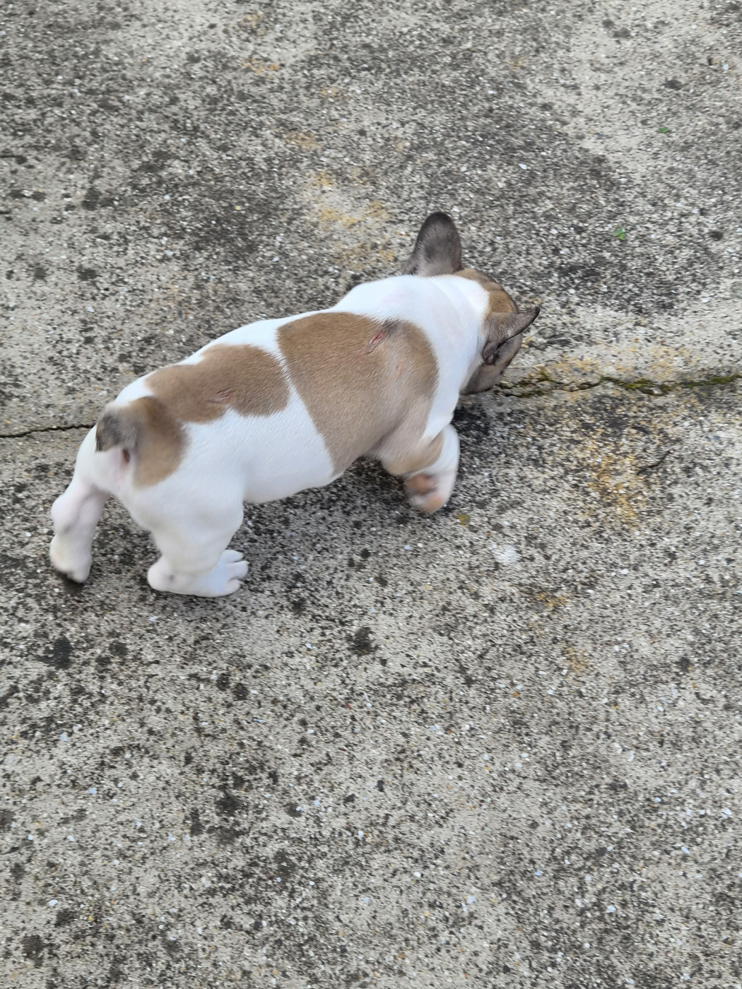 Des Fauves De La Guerinière - Chiots disponibles - Bouledogue français