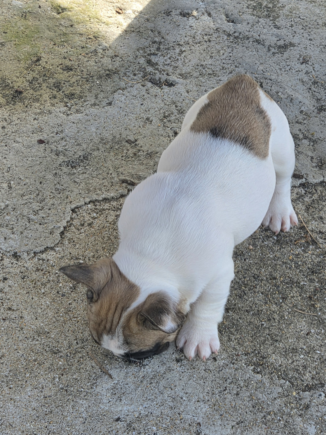 Des Fauves De La Guerinière - Chiots disponibles - Bouledogue français