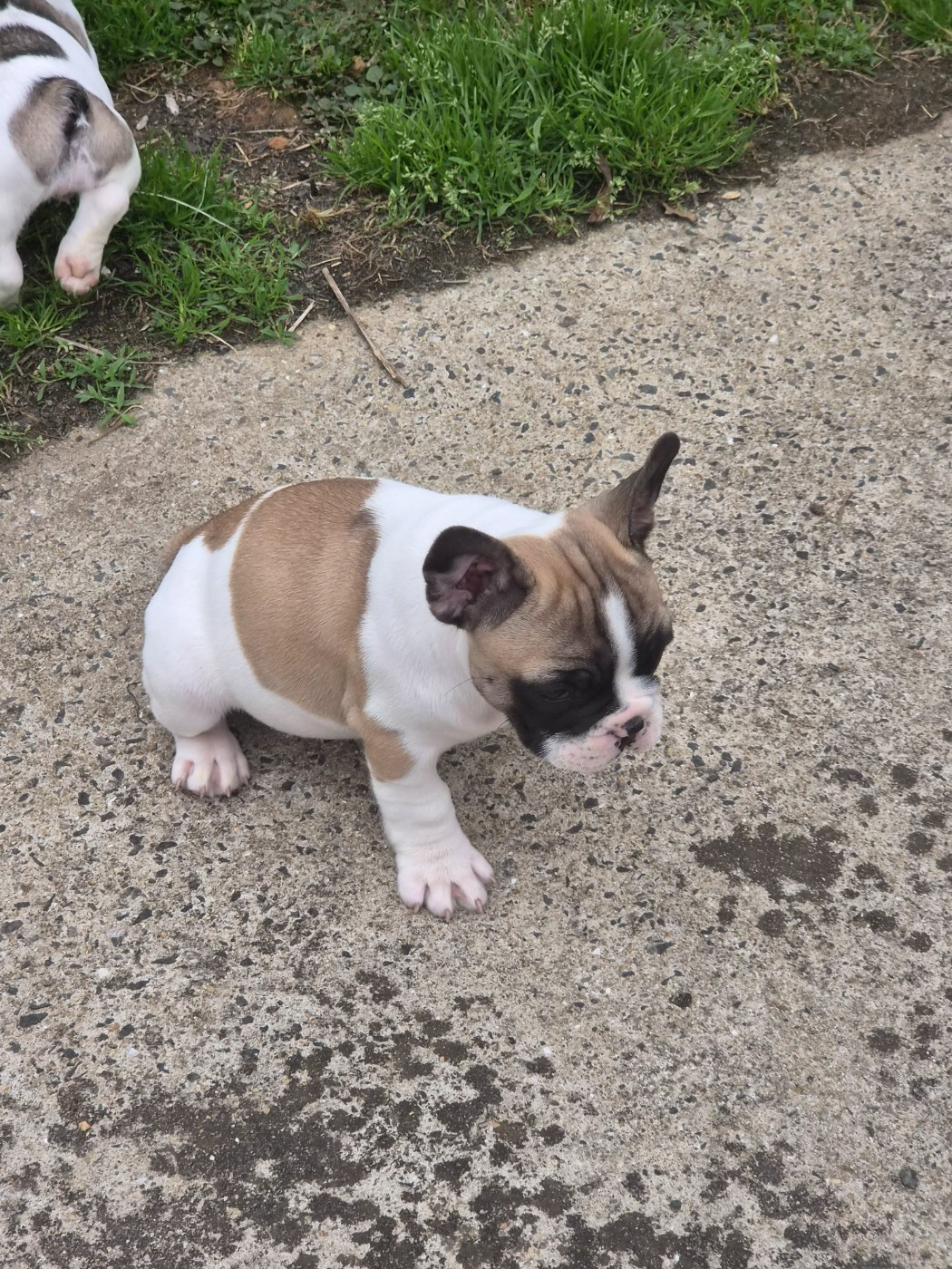 Des Fauves De La Guerinière - Chiots disponibles - Bouledogue français