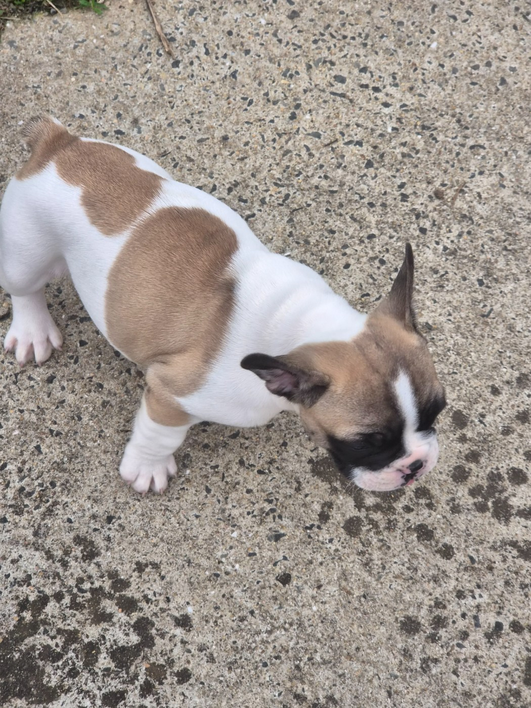 Des Fauves De La Guerinière - Chiots disponibles - Bouledogue français
