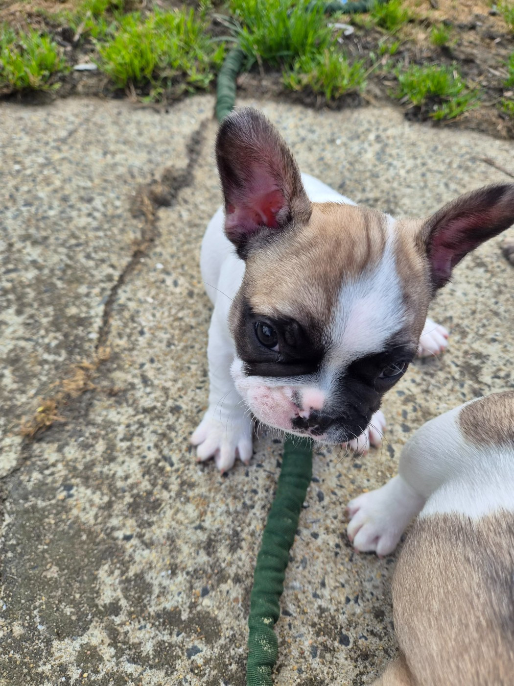 Des Fauves De La Guerinière - Chiots disponibles - Bouledogue français
