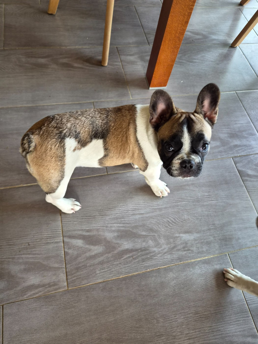 Des Fauves De La Guerinière - Chiots disponibles - Bouledogue français