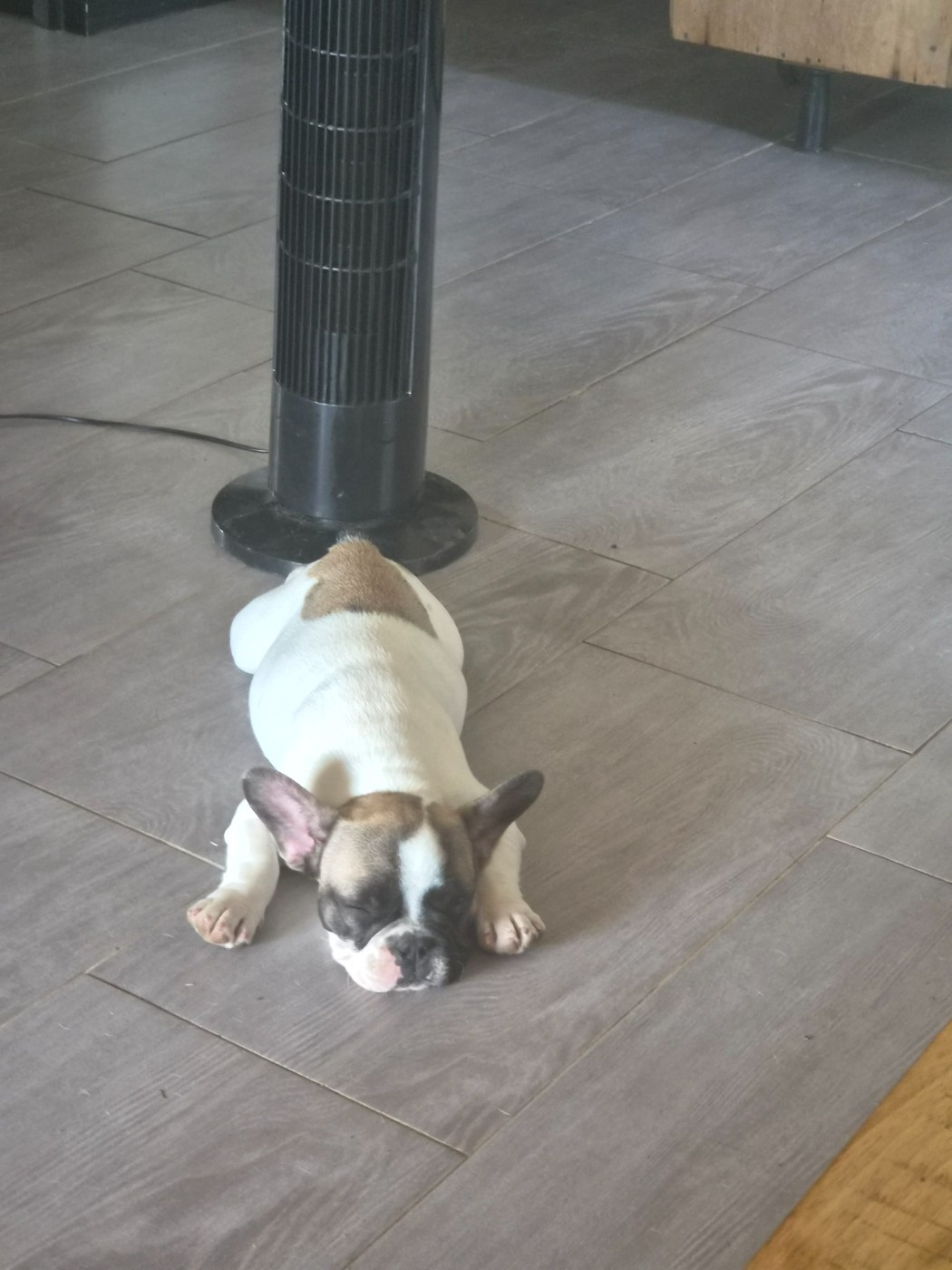 Des Fauves De La Guerinière - Chiots disponibles - Bouledogue français