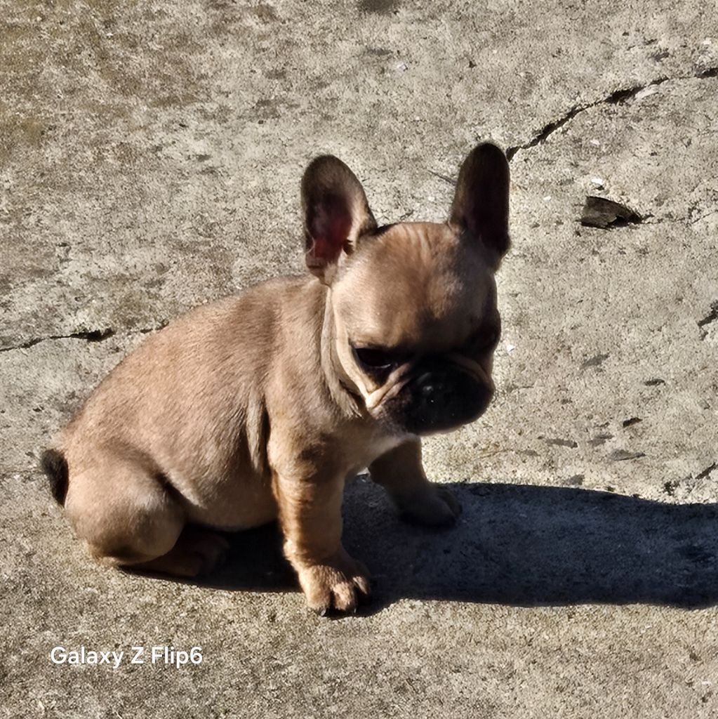 Des Fauves De La Guerinière - Chiots disponibles - Bouledogue français