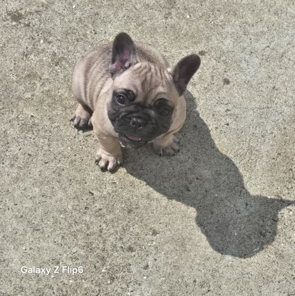 Des Fauves De La Guerinière - Chiots disponibles - Bouledogue français