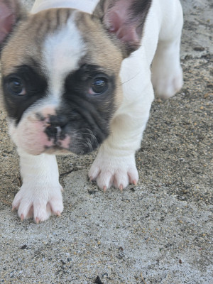 Chiot N°1
