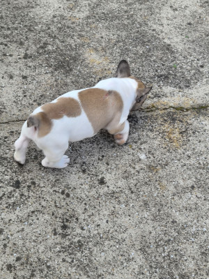 Chiot N°2