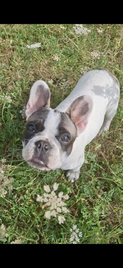 Des Fauves De La Guerinière - Chiots disponibles - Bouledogue français
