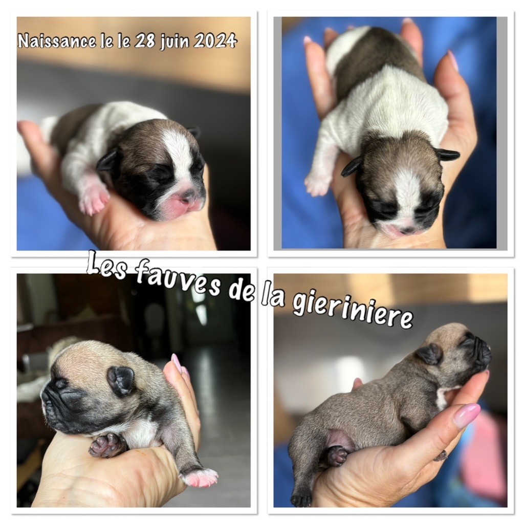 Chiot Bouledogue français Des Fauves De La Guerinière